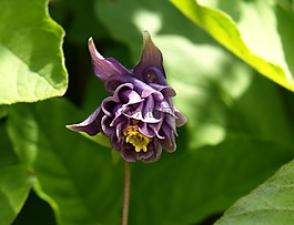 開花,紫,花