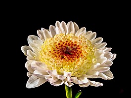 开花,花,白色黄色红色