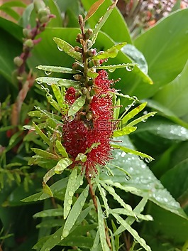 花,紅色,雨