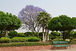 性質(zhì),樹,主席