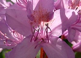 杜鵑,郵票,開花