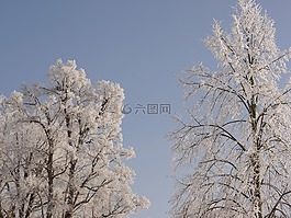 樹,冬天,雪