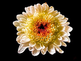 开花,花,白色黄色红色