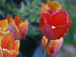 郁金香,鮮花,紅色