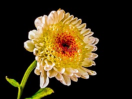 开花,花,白色黄色红色