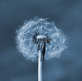 蒲公英,種子,廠