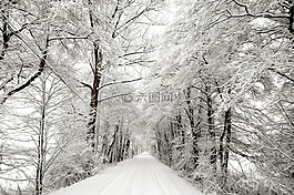 冬天,雪,樹(shù)