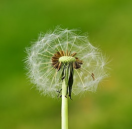 蒲公英,種子,廠