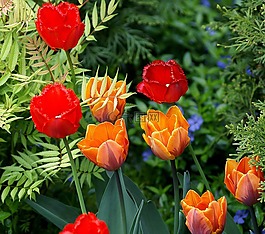 郁金香,鮮花,紅色