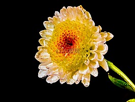 开花,花,白色黄色红色