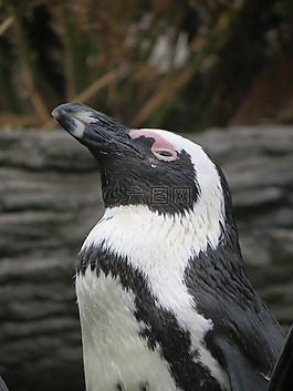 企鵝,動(dòng)物園,鳥(niǎo)