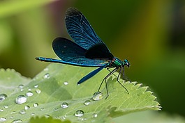 蓑羽,蓝蜻蜓,蜻蜓