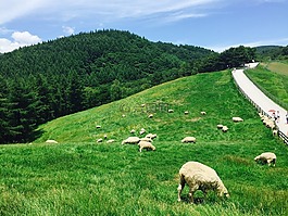 大關(guān)嶺,楊,羊群