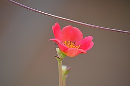 多汁,粉紅色,花