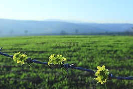 電線,黃色,花卉