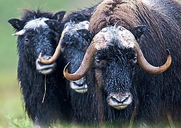麝,muskoxen,阿拉斯加州