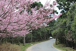 櫻桃,樹,街