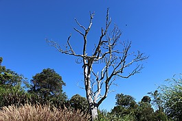 樹,干,性質(zhì)