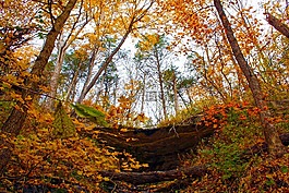 戶外,森林,葉子