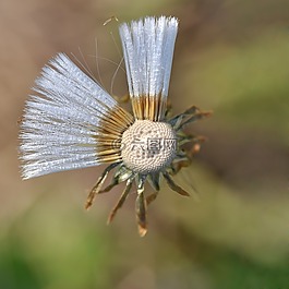 花卉,宏,性質(zhì)