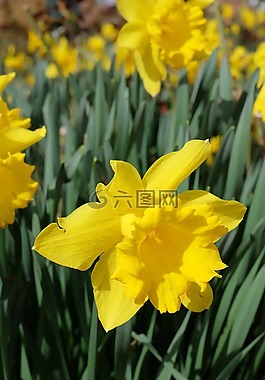 水仙,喇叭水仙,開花
