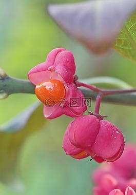 花卉,宏,性質(zhì)