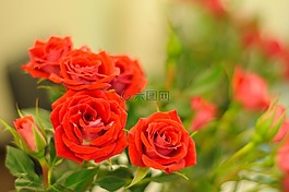 玫瑰,花,花瓣