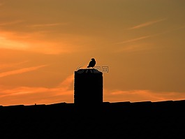 日落,鳥,屋頂