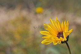 花卉,宏,性質(zhì)