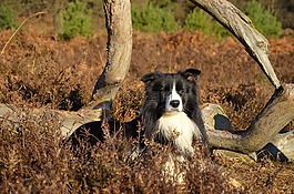 边境牧羊犬,纯种狗,英国牧羊犬