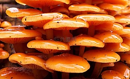 蘑菇,性質(zhì),秋季
