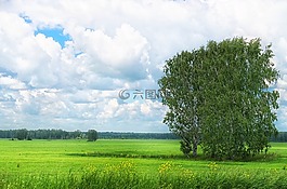 夏季,字段,草