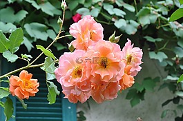 花,玫瑰,玫瑰綻放