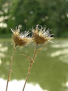 植物,薊,刺