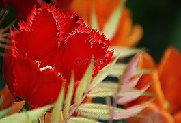 郁金香,鮮花,紅色