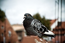動物,鳥,自然