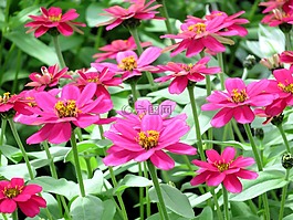 性質(zhì),廠花,夏季