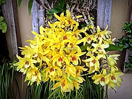 蘭花,花卉,花園