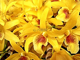 蘭花,花卉,花園