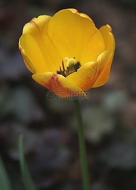 郁金香,鮮花,紅色