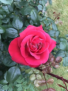 玫瑰,鮮花,玫瑰花園