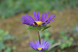 花,鮮花,紫