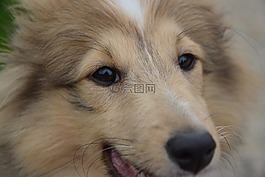 狗,接下來的狗,設(shè)得蘭群島牧羊犬