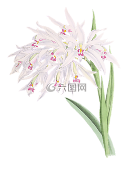 蘭花,花,廠