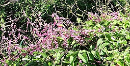 珊瑚藤,檀香山爬行者,花