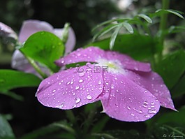鮮花,花園,夏季花卉