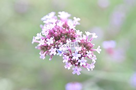 花,粉紅色,關(guān)閉