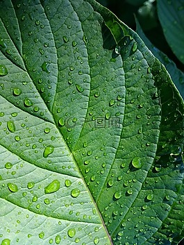 葉子,綠色,廠