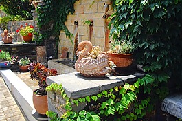 天鵝,生活方式,花園