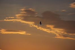 海鷗,鳥,太陽